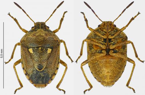 Réf. 243 528 : Stagonomus bipunctatus bipunctatus
